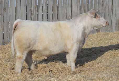Charolais Bull Sale Following the Red Angus R Mr Outsider 7607...Lot 210 WCR Ms Firewater 022P...Dam of Lot 210 R Mr Outsider 7733E.