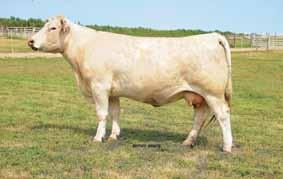 he most expensive thing you can do in the cattle business is to purchase inferior genetics! R MR OUSIDER 7733E 82 688 1214 3.29 3.2 2.36 0.