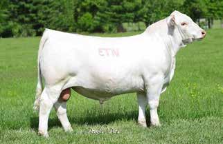 WW: 792 lbs R: 107 ADJ.YW: 1320 lbs R: 95 EPDs: 4.7 0.0 34 60 15 4.3 32 Here is a smooth made, nice profiling son of the $105,000 Ledger.