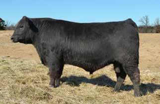 77 31.91 23.81 8.10 91.14 Two maternal brothers to the $20,000 SydGen Anita 8611! Raised at Utopia Genetics recipient herd, they have done well along with their sisters.