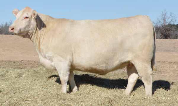 0 LT UNLIMITED PEARL 7053P WCR SIR DUKE 761 WCR MISS MAC IV 534 VCRSIRMAC SPERFECTION011 VCR MISS DUKE II 054 PLD Due to calve before sale day to LT Journeyman 0123 P.