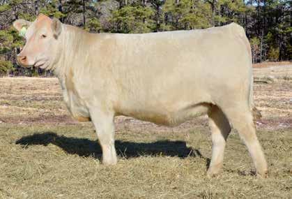 WW: 660 lbs ET SC EPDs: 3.6 0.1 34 70 17 6.0 34 1.3 Sells bred A.I. on 12-12-13 to M6 Bells & Whistles 258 P and pasture exposed from 12-31-13 to sale date to JASR Marathon 15Y Pld.