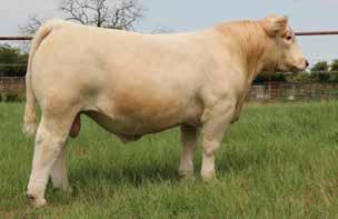 The kind of female everyone wants to produce! Her dam has produced many other ET offspring in this sale offering, including full sibs lots 2 and 27 and maternal sib lot 9.