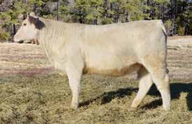 Bred in the purple, her dam is a maternal sister to the dam of the Lot 56 featured bred heifer and both go back to 452-D, the dam of EC New Trend.