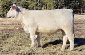 FASTTRACK 0029 BW: 85 lbs ADJ.WW: 601 lbs R: 95 SC EPDs: 4.3 1.1 31 58 5 4.1 20 0.9 Bred A.I. on 12-12-13 to LT Ledger 0332 P and pasture exposed from 12-31-13 to sale date to JASR Marathon 15Y Pld.