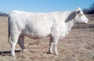 8-2.9 18 35 11 3.3 20 0.4 Due to calve before sale day to JASR Polar Express 15V Pld. Polar Express was the 2010 Missouri State Fair Grand Champion Bull.