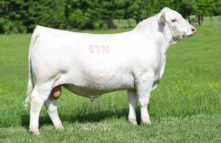 7 Pasture exposed from 12-15-13 to LT Sundance 2251 Pld. Here is a pedigree tabulation that will stand up and talk! Her dam just happens to be a full sister to Baldridge Fasttrack 82F!