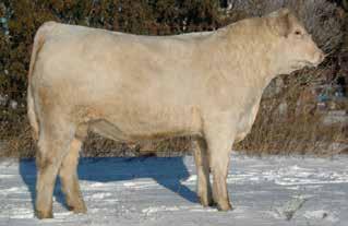 0 The Satterfield s purchased Bridger during the 2010 Lindskov-Thiel Bull Sale where he was the high-selling bull at $21,000.