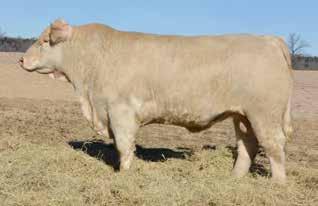 They also used this bull on some of their fall calving cows that sell in this sale. He will be Trich tested by sale date. Selling 2/3 interest and full possession.
