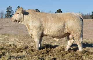 6 23 A smooth made long bodied bull that had a full brother sell to Caleb Plyler last year. His outstanding dam sold to Stewart Charolais in South Dakota.
