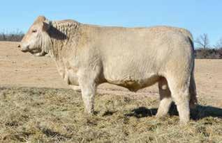 8 16 By now you must realize that these LT Journeyman sons are a quality laden, uniform, sound set of bulls with reasonable birth weights and positive performance weights.