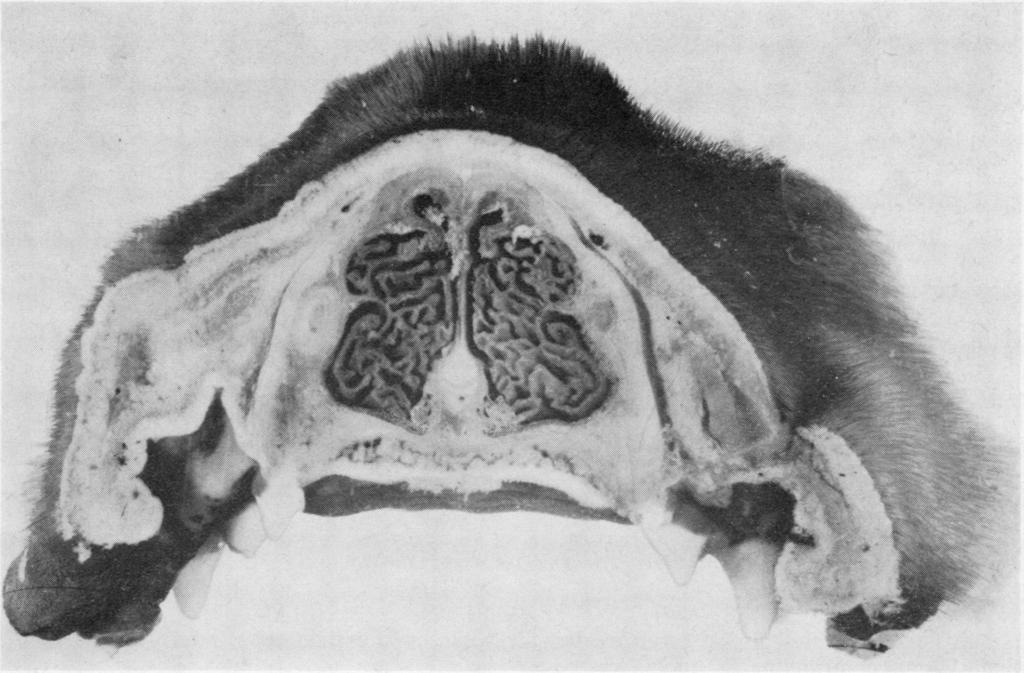 Effect of respiratory obstruction on the arterial and venous circulation in animals and man FIG. 2. Transverse section of the nose of a dog (Canis familiaris).