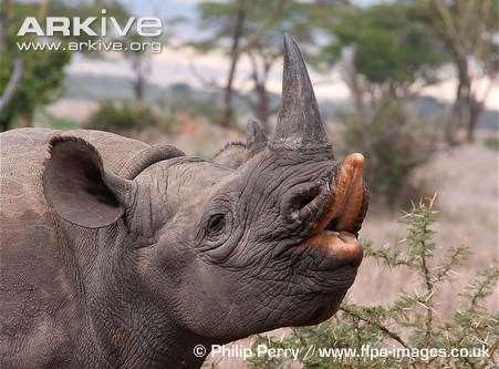 The prehensile lip is used for browsing from very tough vegetation.