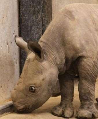 These are normalsized ears. This baby is the first black rhino born in captivity at the St.