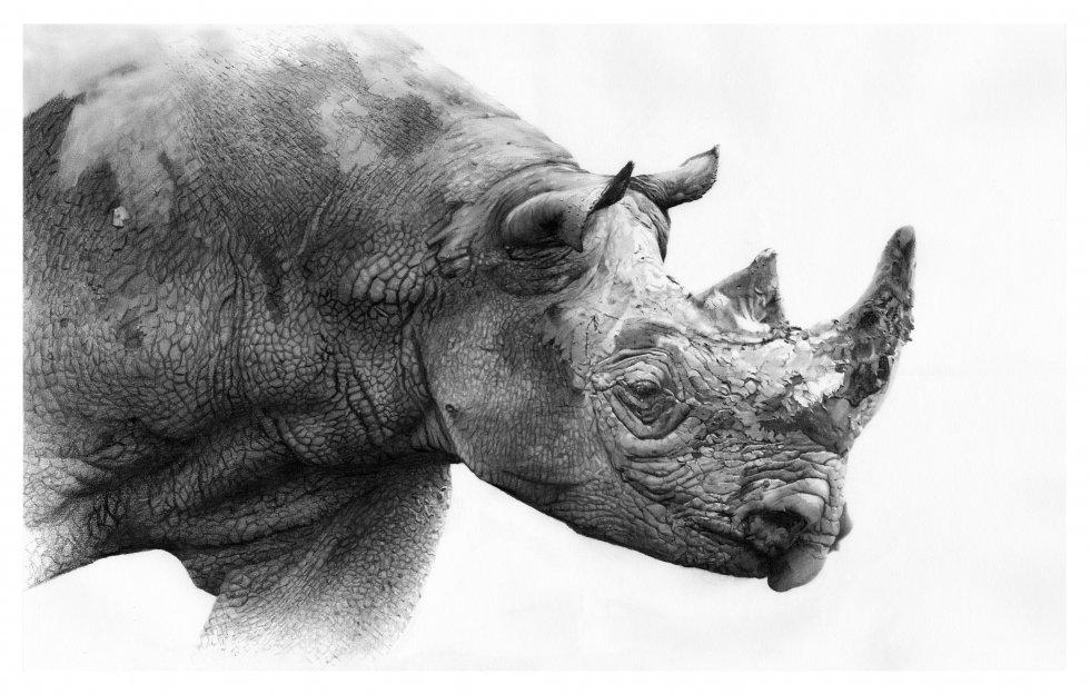 Black Rhinoceros Order: Perissodactyla Family: Rhinocerotidae Genus: Diceros Species: bicornis Quick Facts About Black Rhinoceros The black rhinoceros (Diceros bicornis), is a species of rhinoceros.