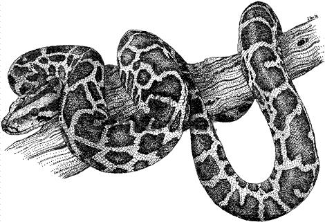 Burmese Python Class: Reptilia Order: Squamata Family: Pythonidae Genus: Python Species: bivittatus Quick Facts About Burmese Pythons Burmese pythons, with their beautifully patterned skin, rapid