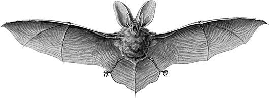 Lesser Long-eared Bat Quick Facts About Long-eared Bats This species is a highly adaptable bat and as a result is one of the most widespread bats that are endemic to Australia.