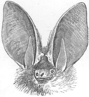 These bats are usually nocturnal, living in dark caves, hollows, old trees, ceilings and hollow walls.