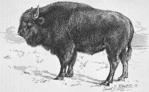 European Bison Order: Artiodactyla Family: Bovidae Genus: Bison Species: bonasus Quick Facts About European Bison European bison are the largest native herbivores in Europe.