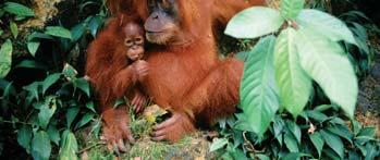 Species Are a Vital Part of the Earth s Natural Capital (2) Natural Capital Degradation: Endangered Orangutans in a Tropical Forest 3.