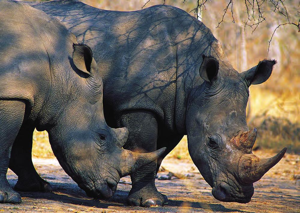 and opening up the trade could stimulate demand and thus exacerbate the plight of the rhino.