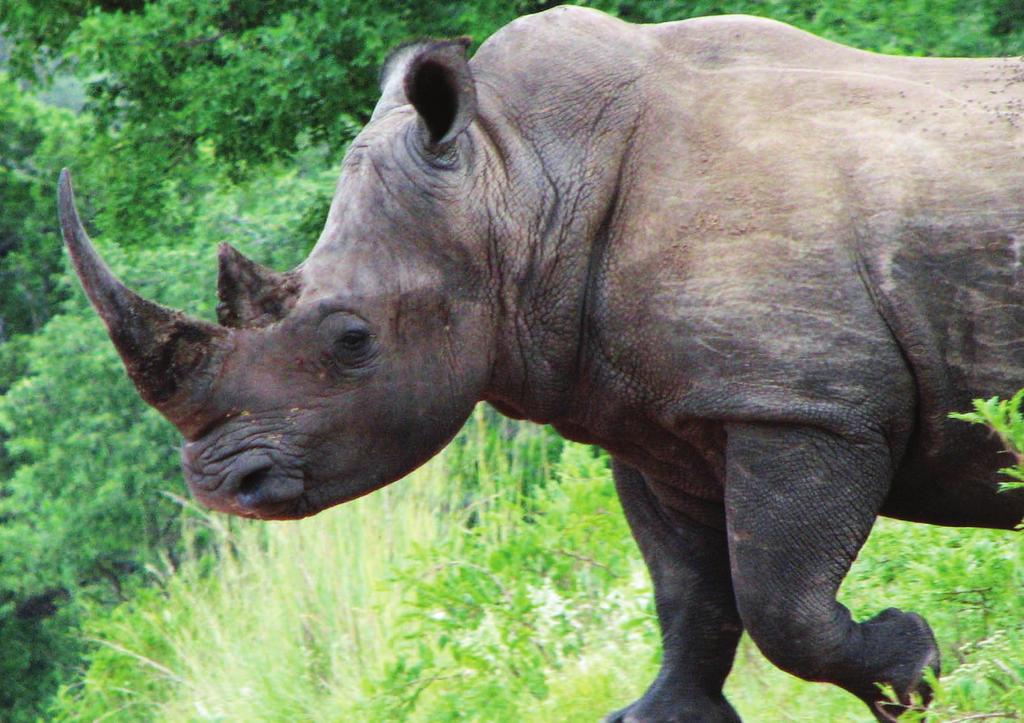 Rhino Issue