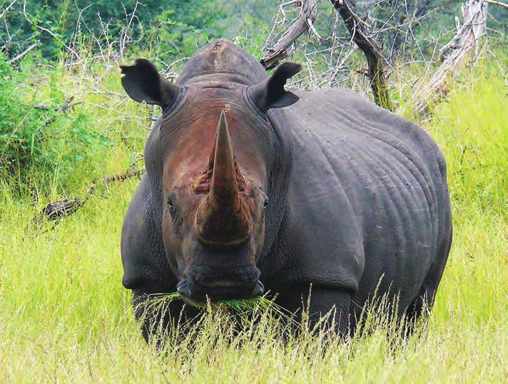6. RIM COMMENT The safety and security of the South African rhino populations remains an essential element of any rhino strategy if the rhino is to survive.