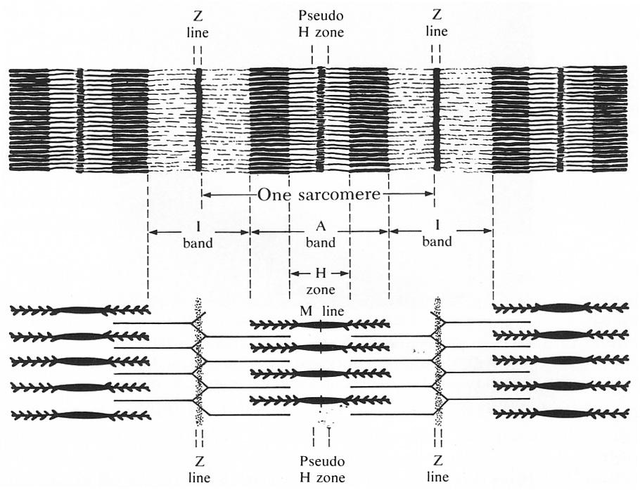 Muscle ultrastructure ANSC/FSTC 607 Physiology & Biochemistry of Muscle as a Food Muscle Ultrastructure I. Sarcomeres A. Sarcomeres are the functional units of myofibrils. B. Resting length is 2-3 µm (from Z-line to Z-line).