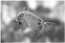 (chironomid midges, blackfies) Plecoptera