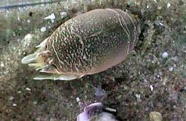 locate food within sand grains Coquina shells and mole crabs are common