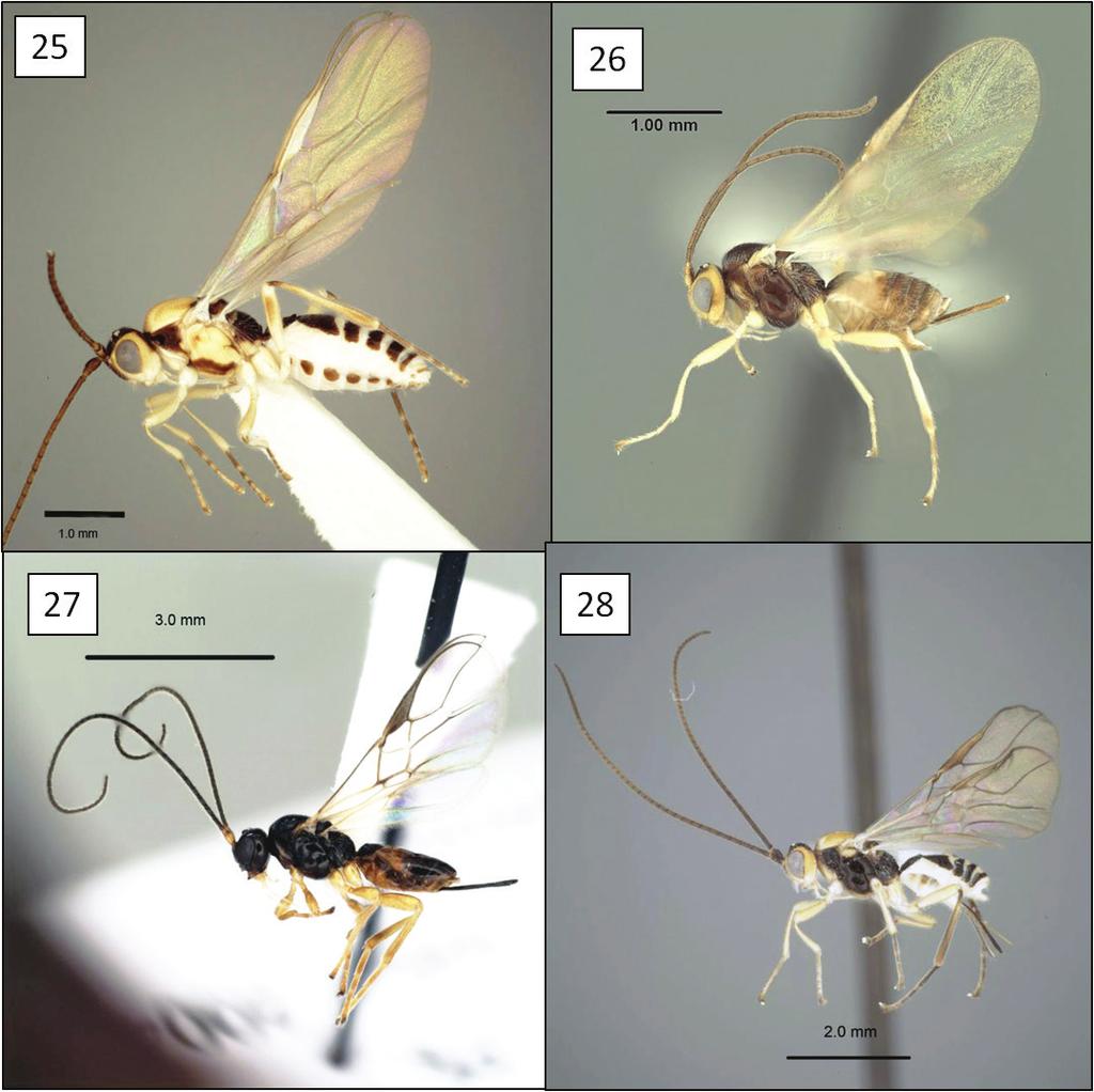 New species and host records of New World, mostly Neotropical, opiine Braconidae... 27 Figures 25 28. Opius spp., habitus. 25 O. nablus Wharton, sp. n. 26 O. nympha Fischer 27 O. peleus Fischer 28 O.