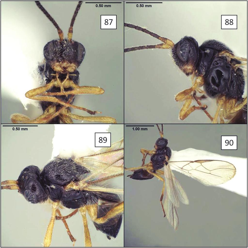 New species and host records of New World, mostly Neotropical, opiine Braconidae... 67 Figures 87 90. Opius yoderi Wharton, sp. n.