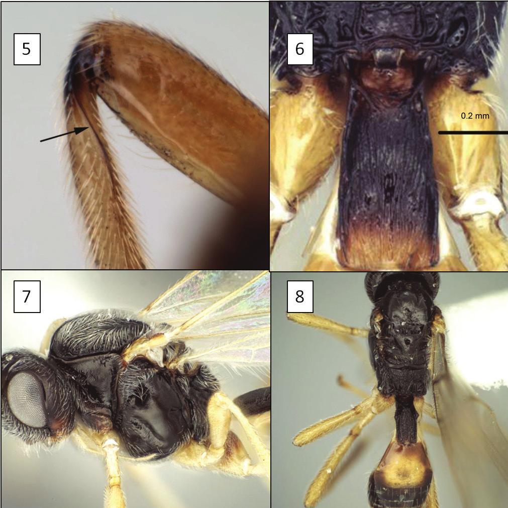 New species and host records of New World, mostly Neotropical, opiine Braconidae... 17 Figures 5 8. Opiinae spp.