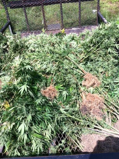 On September 12 th, RFC Chad Cox received a call from the Polk County Sheriff s Office requesting assistance with a marijuana field that a helicopter had located. With the assistance of Cpl.