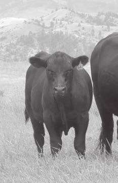 Low rainfall and rocky, coarse soils frequently require our cow herd to work under drought or near drought conditions.