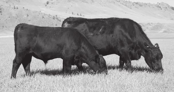 The cow herd is managed to maximize grazing days and minimize stored forage use. This low input philosophy requires that the females be moderate-framed and deep-ribbed.