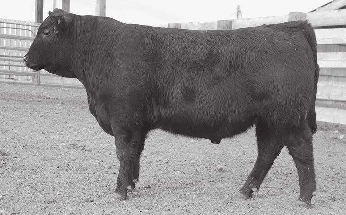 16 Sons and Grandsons Sell reference Ox Bow Final Answer 1304 sire Calved 1/20/11 Reg.