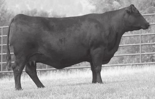9 Grandsons Sell as Lots 86-94 reference GDAR Game Day 449 sire Calved 2/9/04 Reg.
