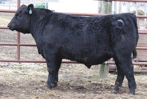 Watch for our Fall 2018 Female Production Sale Ox Bow Ozzie 7251 Ox Bow Ozzie 7276 Ox Bow Charlo 7255 Lot 4 Lot Ox Bow Emblazon