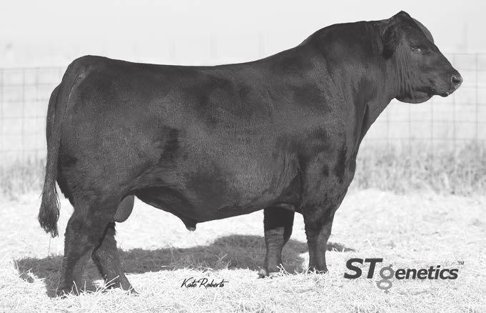 26 Sons and Grandsons Sell reference sire Calved 1/27/13 Reg.