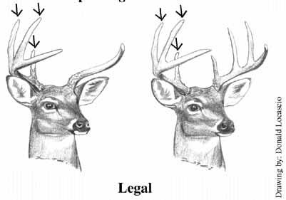 A legal antlered deer during the Experimental Quality Deer Season on the above mentioned WMAs is be defined as a deer with at least four points on one side.