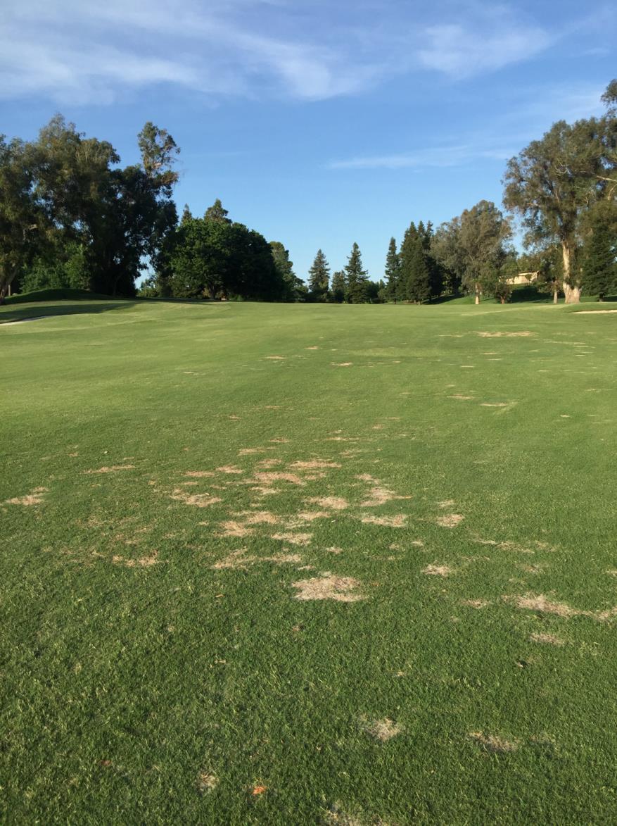Effects of Fungicides for Control of Spring Dead Spot Disease on Bermudagrass Turf in California Spring Dead Spot can be a serious disease of bermudagrass turf.
