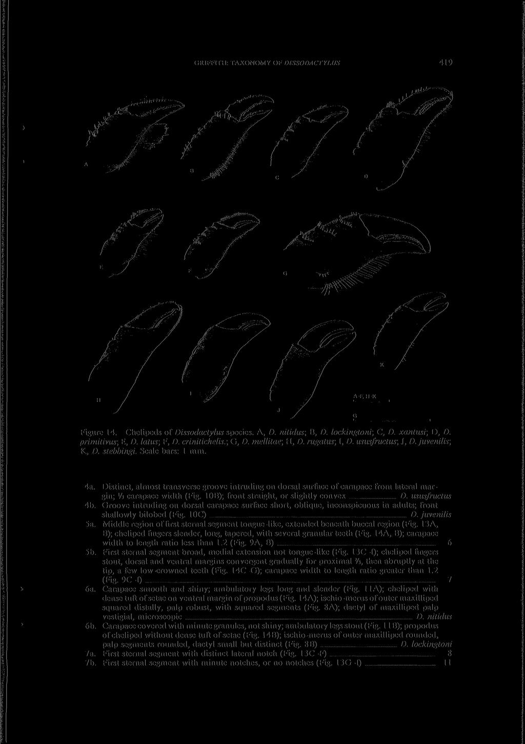 GRIFFITH: TAXONOMY OF DISSODACTYLUS 419 Figure 14. Chelipeds of Dissodactylus species. A, D. nitidus; B, D. lockingtoni; C, D. xantusi; D, D. primitivus-, E, D. latus-, F, D. crinitichelis.-, G, D.