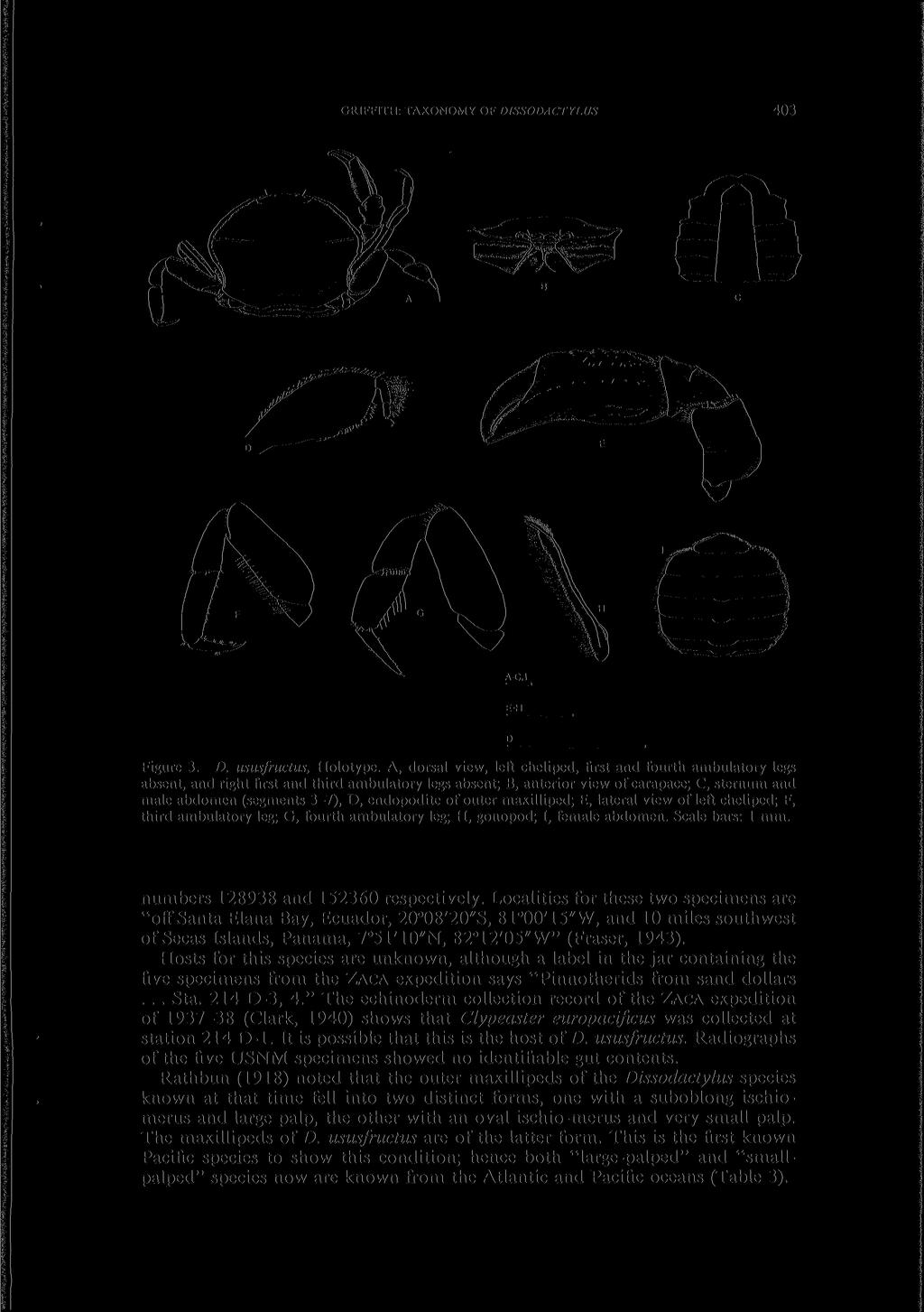 GRIFFITH: TAXONOMY OF DISSODACTYLUS 403 Figure 3. D. ususfructus, Holotype.