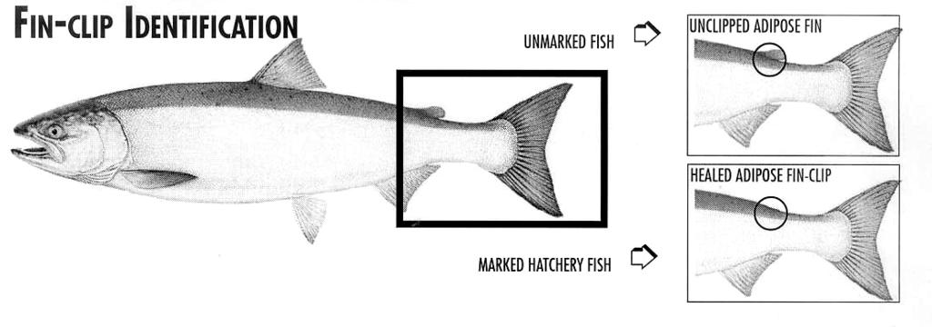 Measuring Salmon and Halibut Length Length: The legal length of any fish (except halibut and salmon in the ocean) is the shortest distance between the tip of the tail and the tip of the snout with