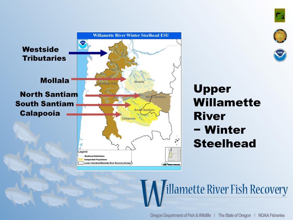 Winter steelhead populations in the Upper Willamette River Basin are located in the Mollala, North Santiam, South Santiam, and Calapoois river basins.
