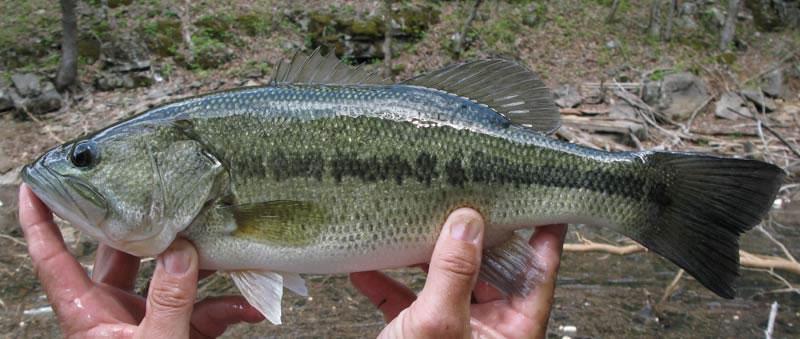 bioaccumulation of heavy metals Stock: 50 fish per acre in spring or