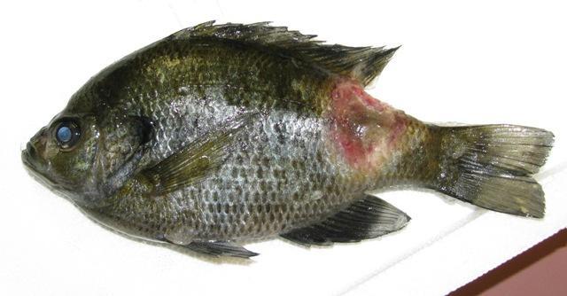 Low numbers of large bream dying in March- April, with large necrotic wounds Don t fret, natural