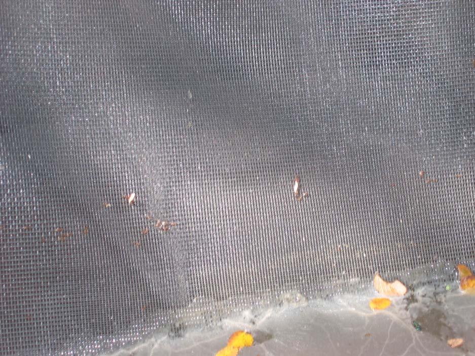 Figure 10. Fire Ants Transporting 1 st Instar Maggots.
