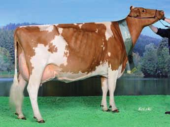 Overall winner of this exciting competition was the well-known show cow and dam of the newcomer Mad Max: RH Maxima EX 94. A group of the outcross sire Cecon was shown.